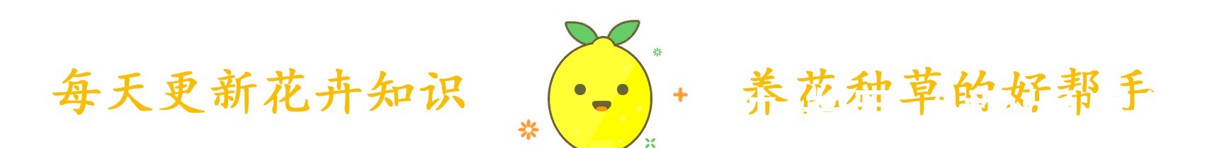 养护|这花名叫“百变小樱”,开起花来“不管不顾”,叶子都不长了!