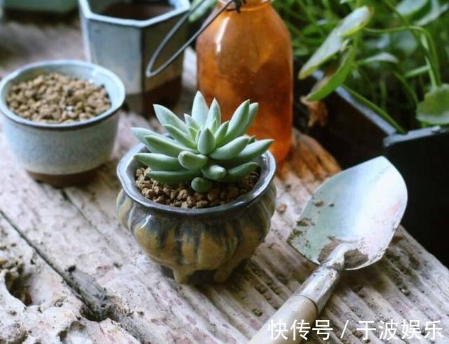 养花新手掌握7个”养护技巧“，刚买的多肉很快就能蹭蹭地长