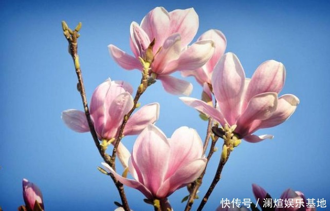 吸臭强性强的4种花,有洁癖一定要养,效果不仅明显还省事!