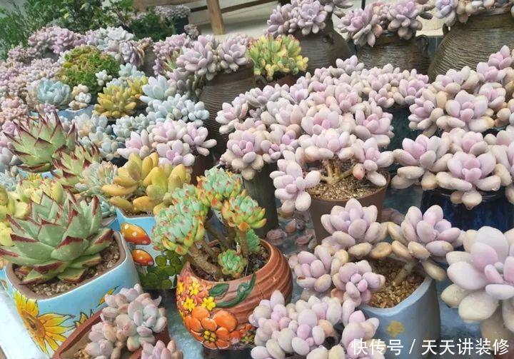 爸妈不在家,我在院子里疯狂种多肉,倍儿爽