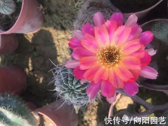 没有露台,不要养景天科肉肉,严重徒长,不出状态,容易烂根