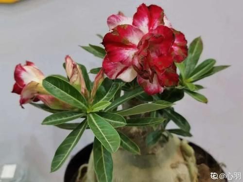 一叶兰|低于5度,6种花一整个冬天不浇水,也能照样活!