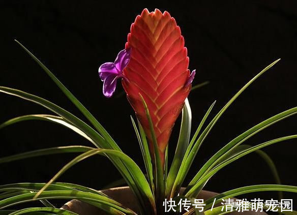 玉兰花|养这几款植物，好养活花期长，一年开花200多天，绚丽多彩