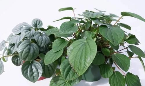 办公室的桌面上养这10植物就好打理,能舒缓压力,提高工作效率