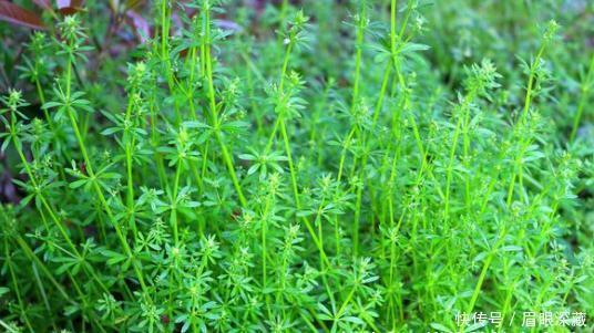  野草|在农村常见的野草，号称“不死草”，治乳腺炎，阑尾炎，消肿止痛