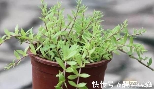 赵学敏|它是如此的珍贵,若长在你家路旁,赶紧移栽家中,小心被别人挖走