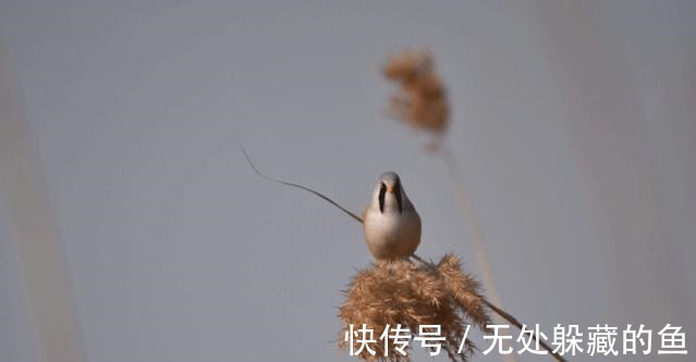 胡须$文须雀每年都来宛平湖越冬!