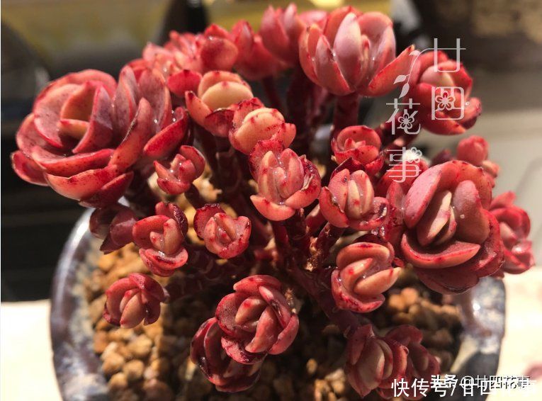 香味|9种多肉颜值高,还自带香味,可谓色香俱全