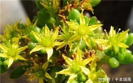 多肉界极好养活的品类——乙女心,人人都可以养成老桩