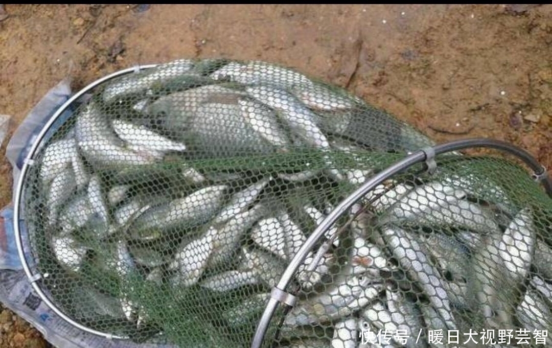 钓鱼|怎样野钓小白条?这个问题可能老钓手都不知道怎么回答,值得收藏