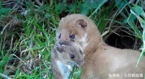 家禽$老祖宗总说黄鼠狼不能杀,科学研究表明,还真不能杀