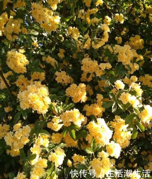 50年的桂花树,卖了5万块钱,大家觉得值吗!