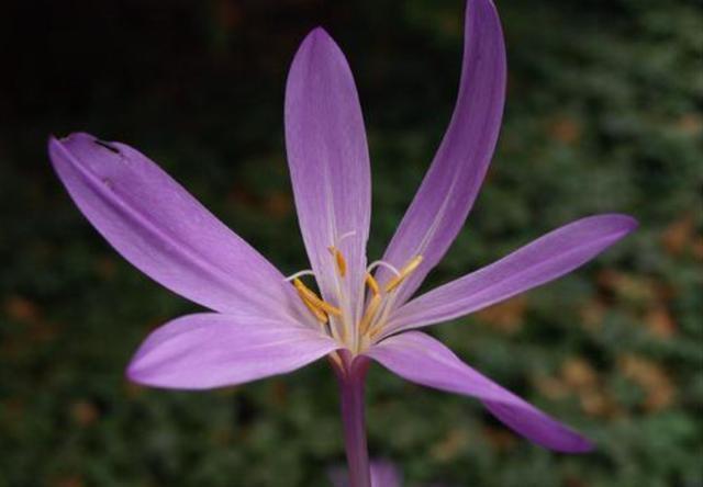 家养|适合家养的3种花,开花爆盆很容易,满屋都是花香味,谁养谁喜欢