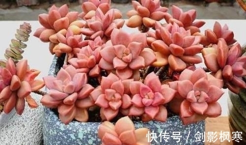 1月做好4件事,多肉开春多冒芽,养成群生肉墩子!