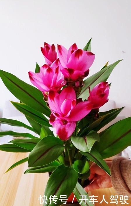 此花是世界名花,花朵超漂亮,花期长,养护简单,室内盆栽也可以!