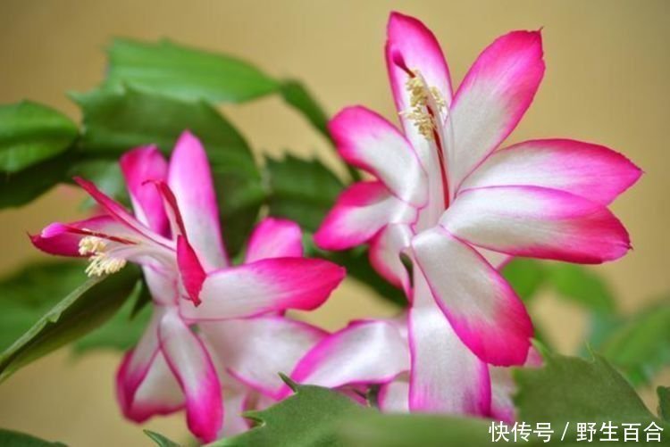 月季|养花就养几种花，家里养一盆，颜值高，开花多，随便一养成花海！