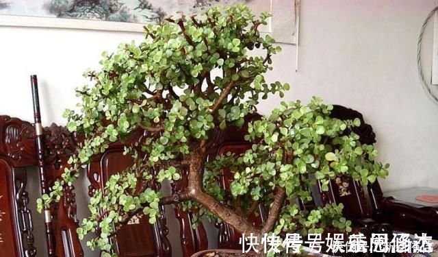 大神|大神养金枝玉叶,每月喂上“1碗汤”,枝粗叶绿,2年成高价老桩