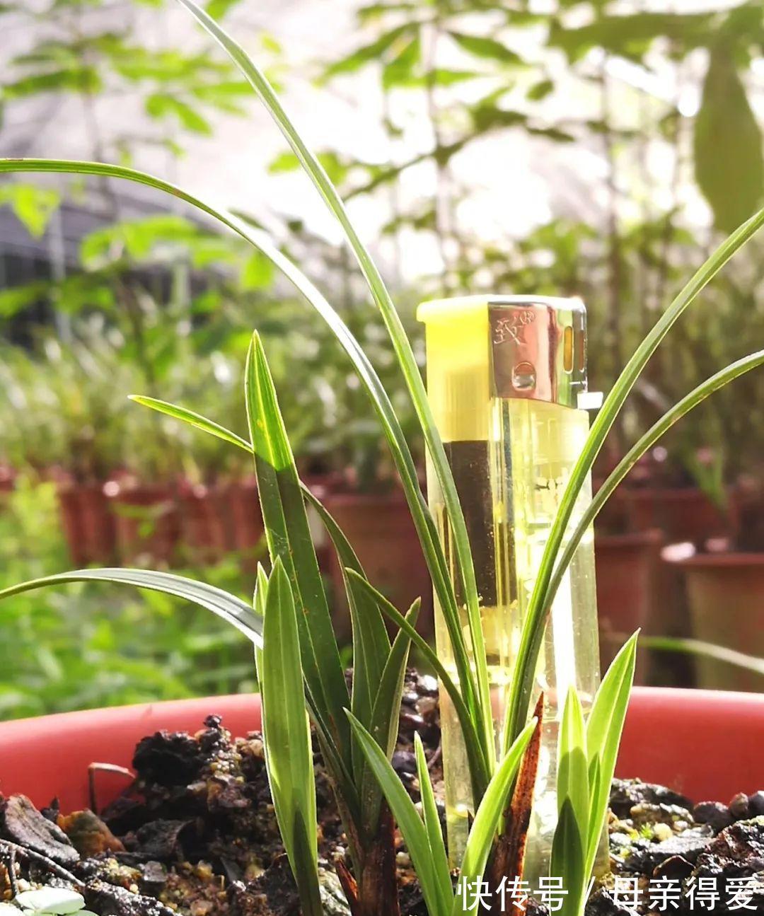 冬季兰花怎么服盆？这两个细节不要做错，来年新芽生长更壮实