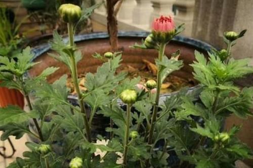 轻松|如何避免盆栽土结块现象摸清2点病因,随便学1招就能轻松搞定