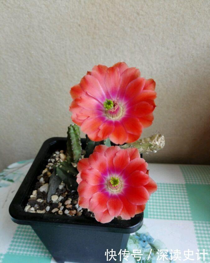 仙人掌|谁见了都喜欢的4种花,好养又漂亮,全年开花不断