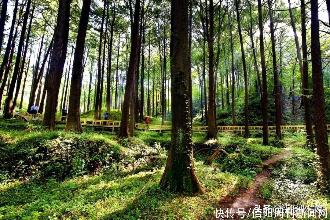 鸡公山景区|毕业季·致青春，相约鸡公山 pick 免票清凉地