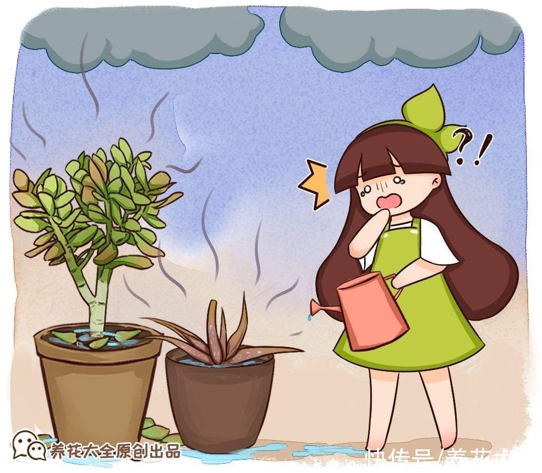 浇水|植物雨季没处躲，勤排水多打理，从此不怕下雨天