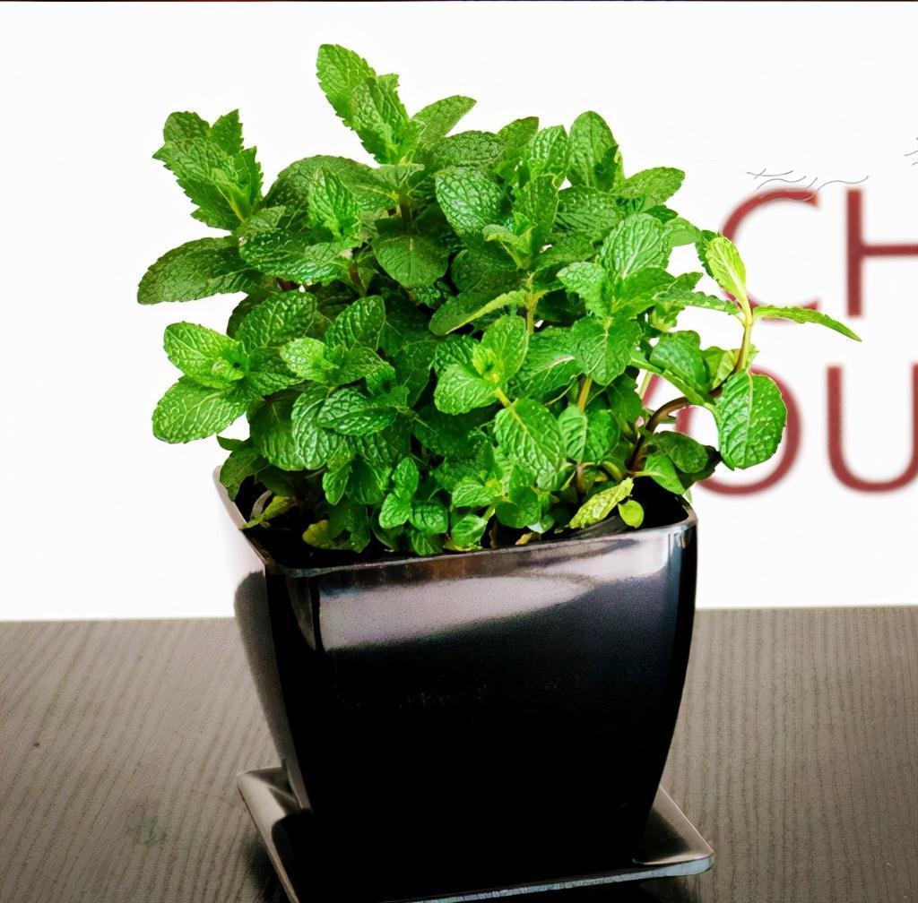 虎皮兰|公认的“五种健康花”,建议至少养一盆,又美又实用