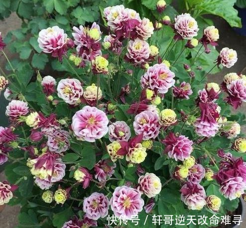 天冷不知养啥花那就养盆它,冬天不用管,春天也能开出一片花海!