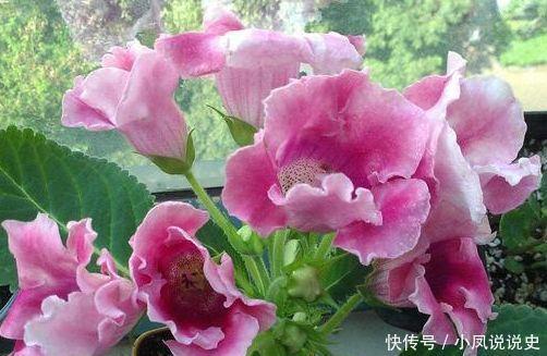 家养几种植物,开花美长势旺,阳台开出花海