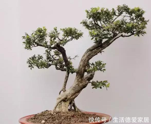 吻合处|盆景多珍贵,爱花的人都知道,不小心枝干折损,我们该怎么办