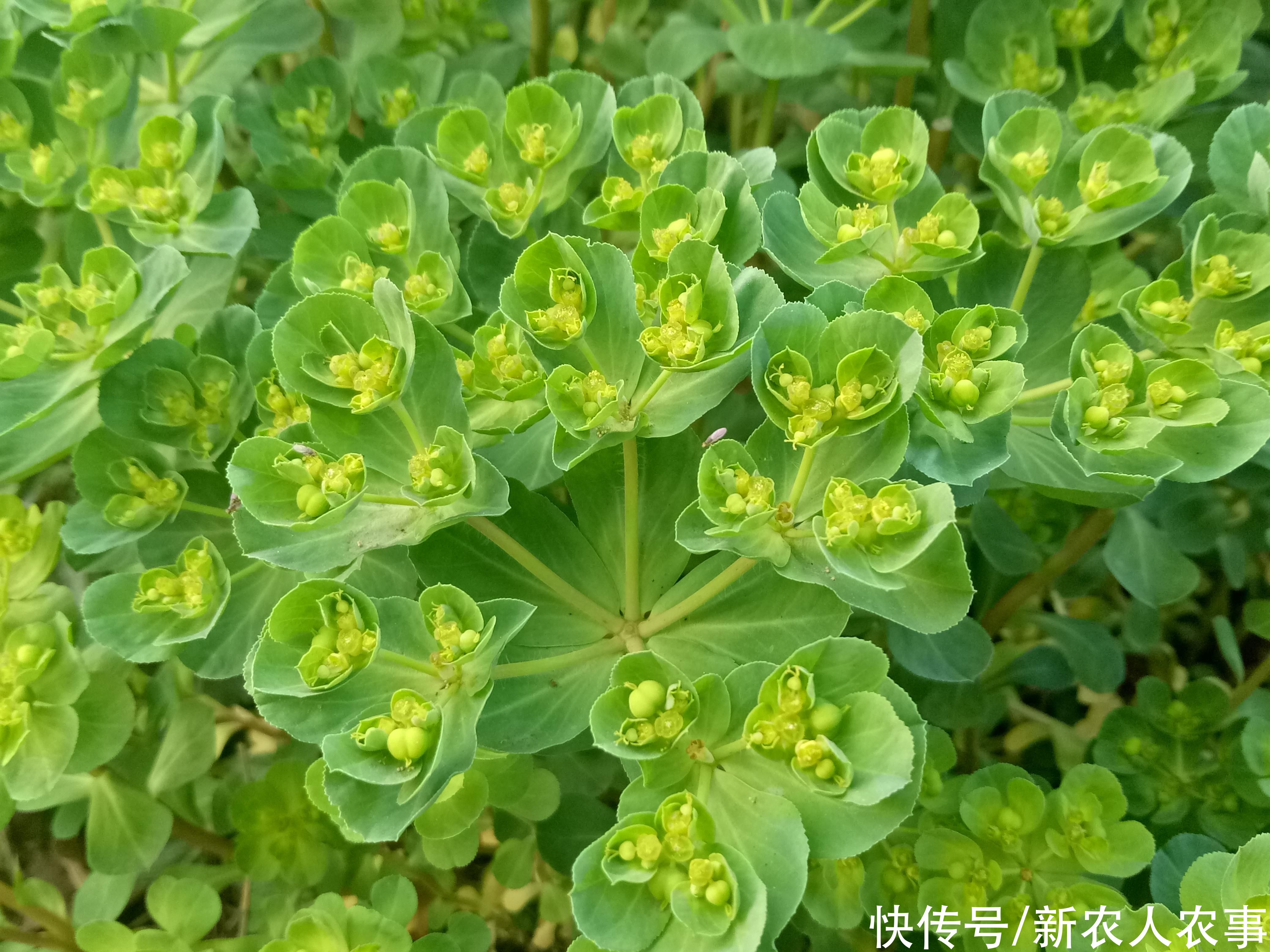 牛羊|俗称“五朵云”，除新疆西藏外全国分布，牛羊不吃老中医却最爱