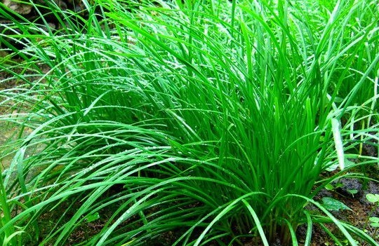 伤风感冒|冬天吃韭菜好处多多，和此物搭配，腰不痛了，腿不软了！