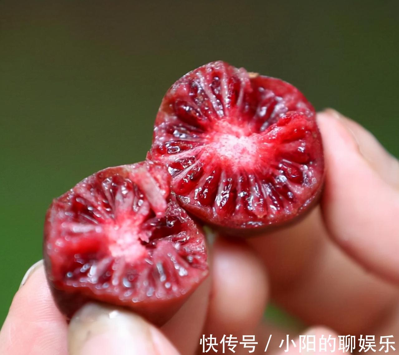 软枣猕猴桃|建议大家,家乡若有这种果树,就保护起来吧,别让人随意采摘