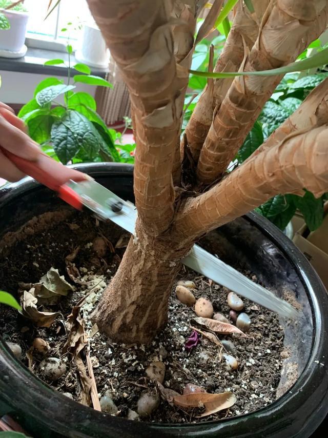 叶子|嫌花长的丑,趁现在砍头,满盆都是新叶子!