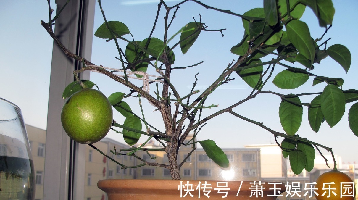 净化|家里必须养的5种花卉盆栽,让身体远离病痛,还能省下买药钱