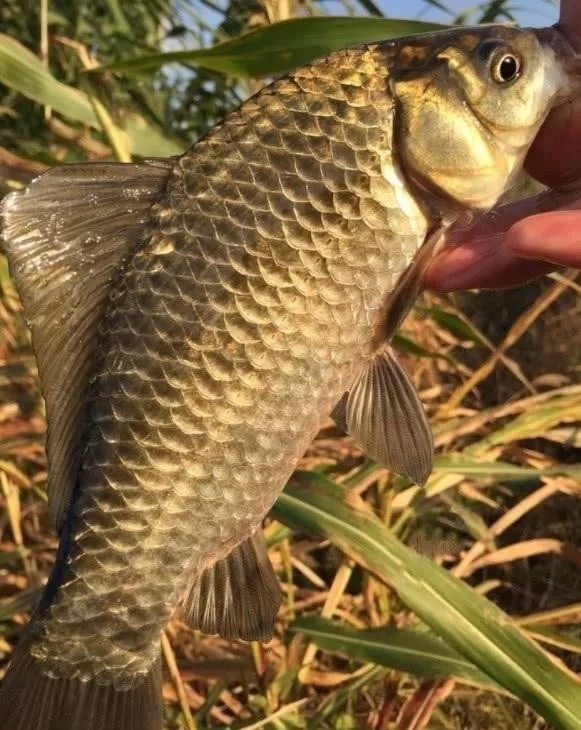 小动作|冬天用传统钓不会抓口?记牢这5个漂相,每次提竿都有大板鲫上岸