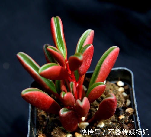 备受欢迎的10款红色系多肉，很珍贵，请收藏！