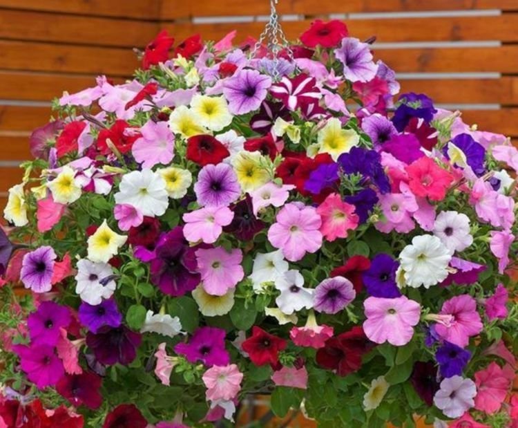 4种花很好养，沾土就活，随便养都开花不断，开花一簇簇！