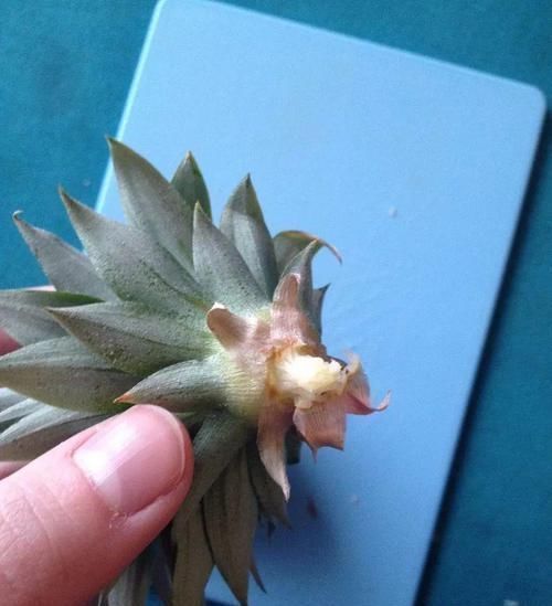 生根|吃完菠萝剩下的叶冠不要丢了,泡水里能生根,还能养成盆栽