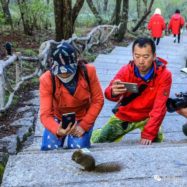 四季|四季黄山，最治愈你的是哪一个季节