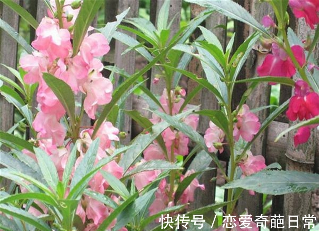 观赏价值|儿时男孩拿来当玩具,女孩用来染指甲,如今方知其价值,不容忽视