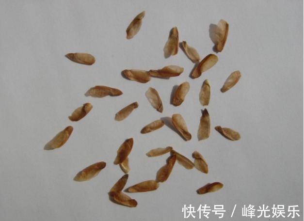 香铃子|香椿树上结的果实叫啥名有人花钱去农村收集,有什么用吗