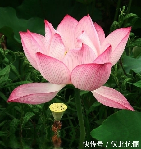 家庭|12月中旬,4属相吉星照耀,家庭美满,事业进步,生活如鱼得水