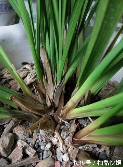 兰花得叶枯病怎么办教你“3法”，找对病因，告别叶枯病症状