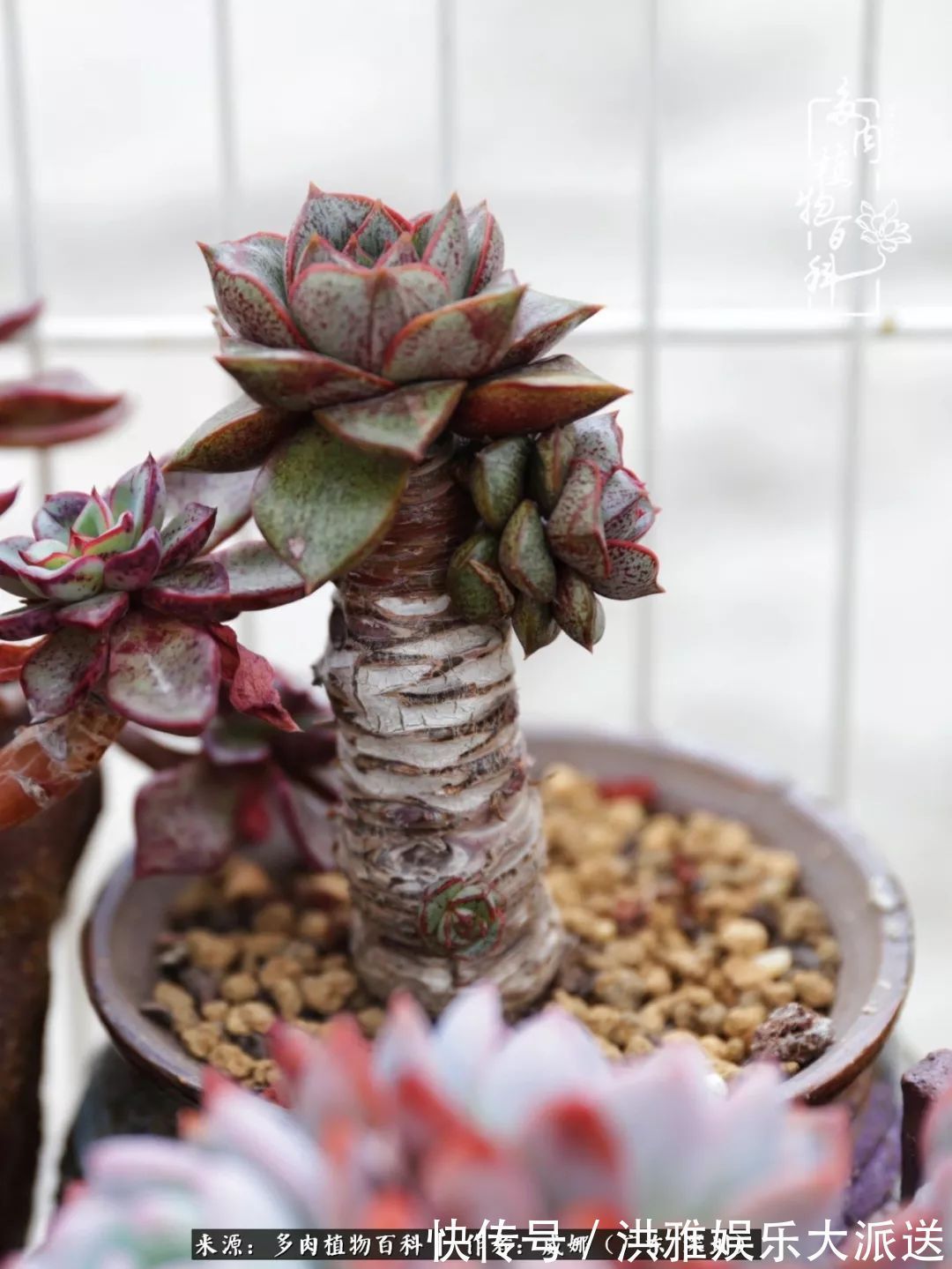 橙梦露|笼子里露养的多肉，越养越美！有多肉的日子伴着小确幸！