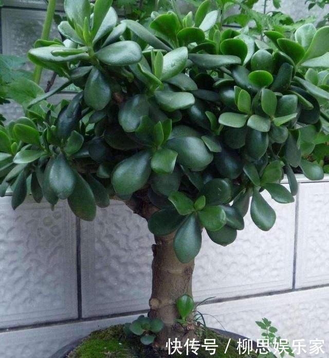 打理|适宜客厅养的3种耐旱花,30天浇一次,茎壮花爆盆,叶子巴掌大