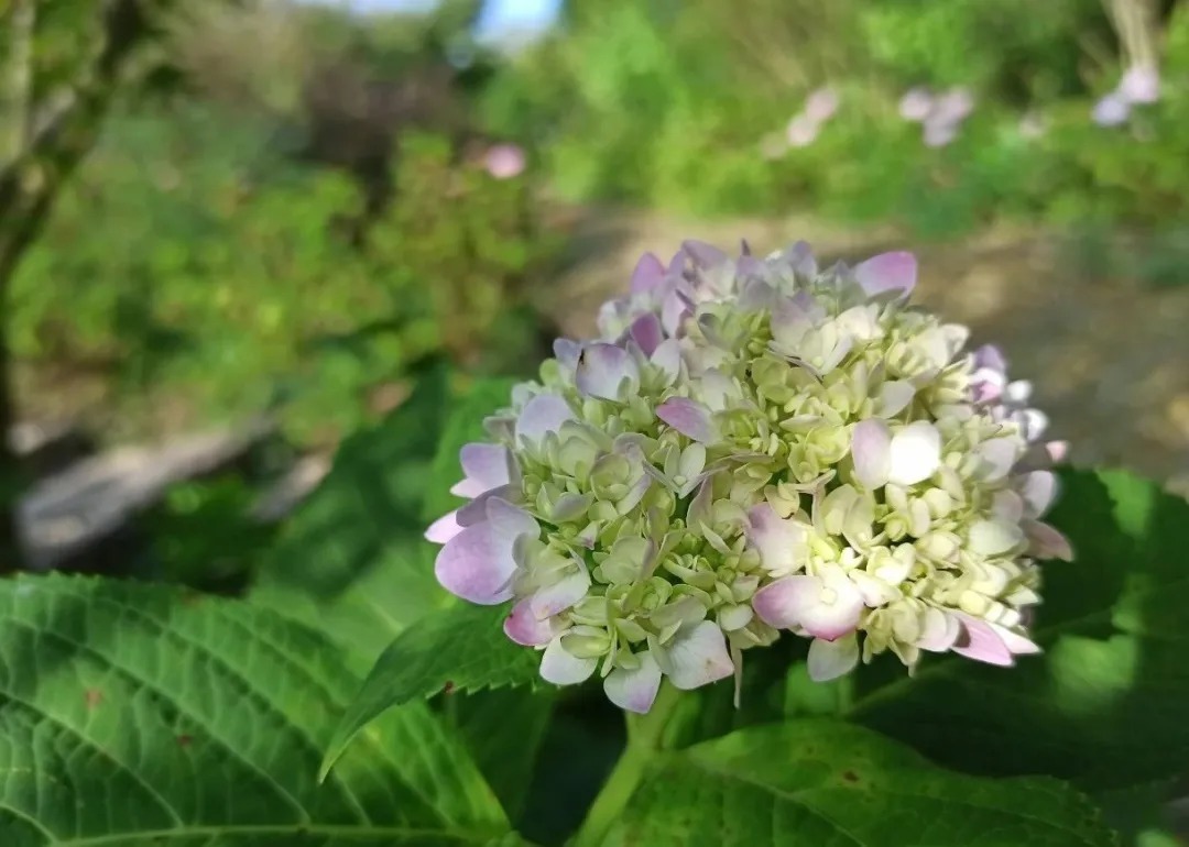 花海|巴南云林天乡的初秋，竟然还能看花海，约不约？