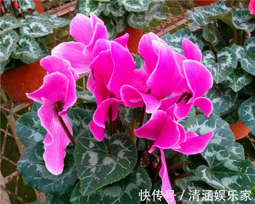 残枝|仙客来夏季容易枯死教你仙客来度夏的3个妙招，别说没提醒
