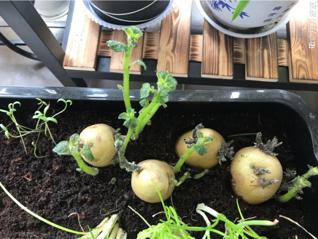 阳台养这10种菜,长得快、结果多,全家都够吃!