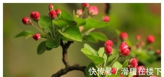 狮子座|10天后，制定目标，努力前进，贵人相助，实现目标，事业蒸蒸日上